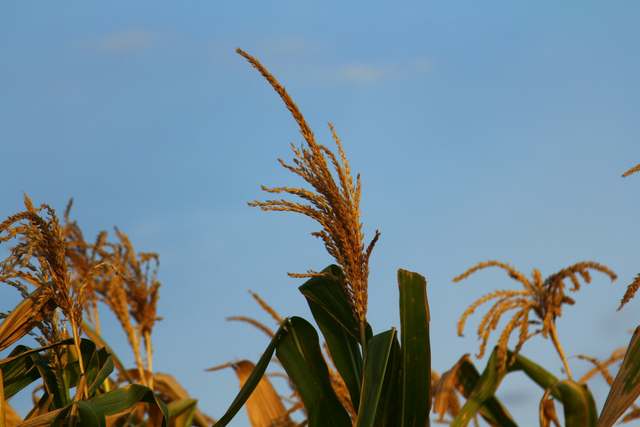 Maize tassels against a blue sky.